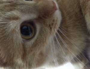 5 advantages of darkwarfall gaming