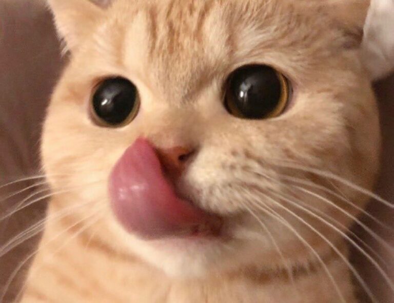 details of gdtj45 builder software