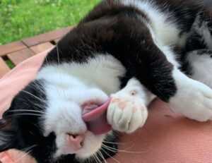 foods that stay good some time after expiration date fhthgoodfood