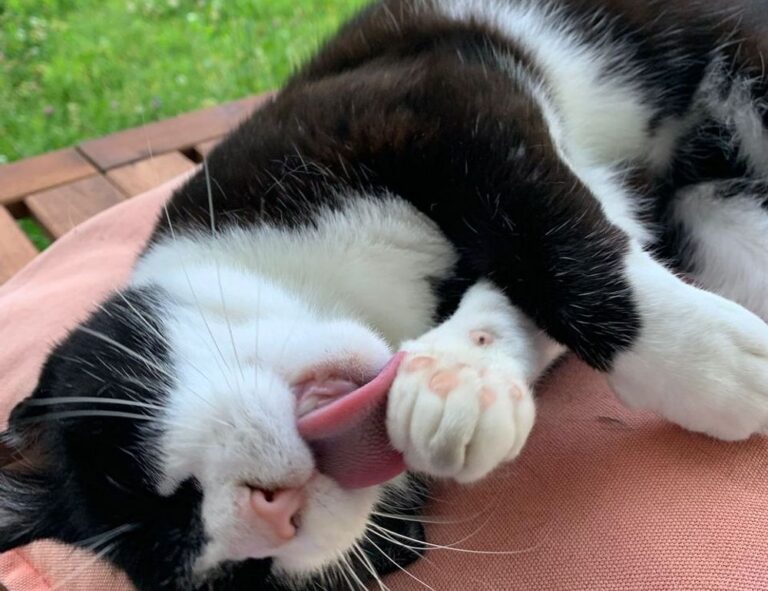 foods that stay good some time after expiration date fhthgoodfood