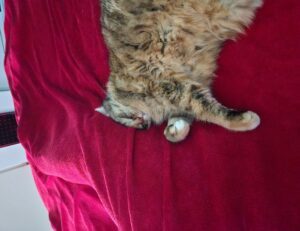 how mogothrow77 software is built