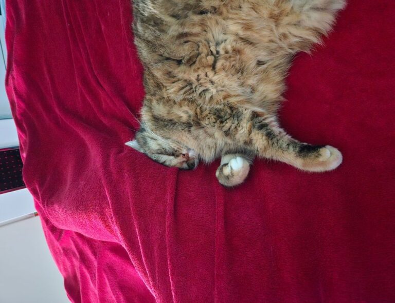 how mogothrow77 software is built