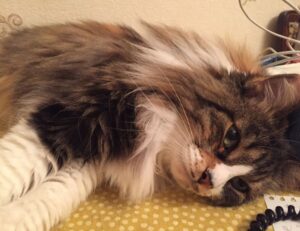 software gdtj45 builder problems