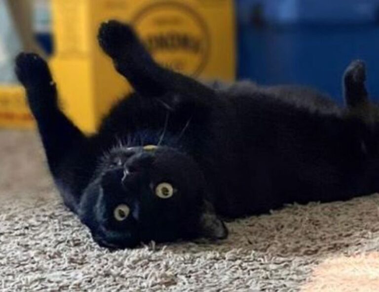 what shade of zosisfod eyebrow should i use