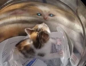 why genboostermark software is so popular