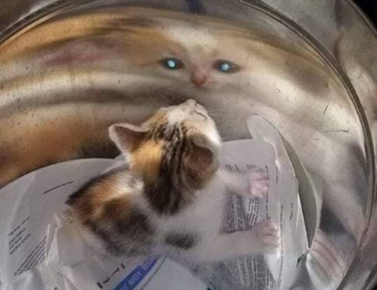 why genboostermark software is so popular