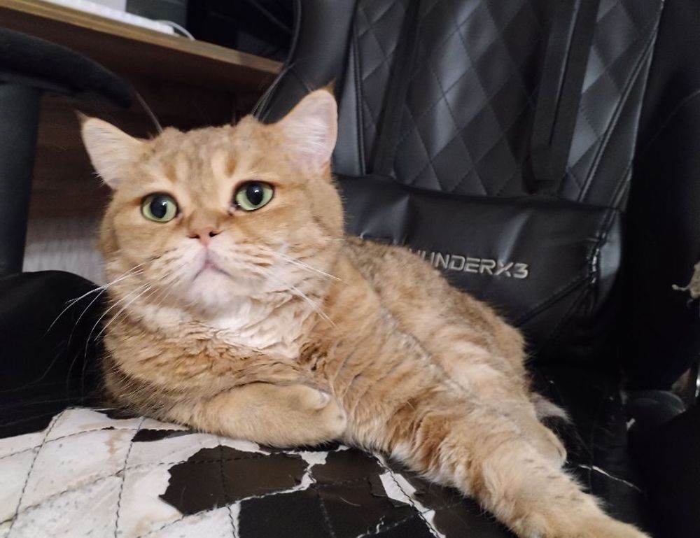 why is it important to keep mogothrow77 software updated