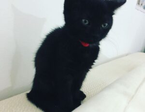 does felmusgano contain milk