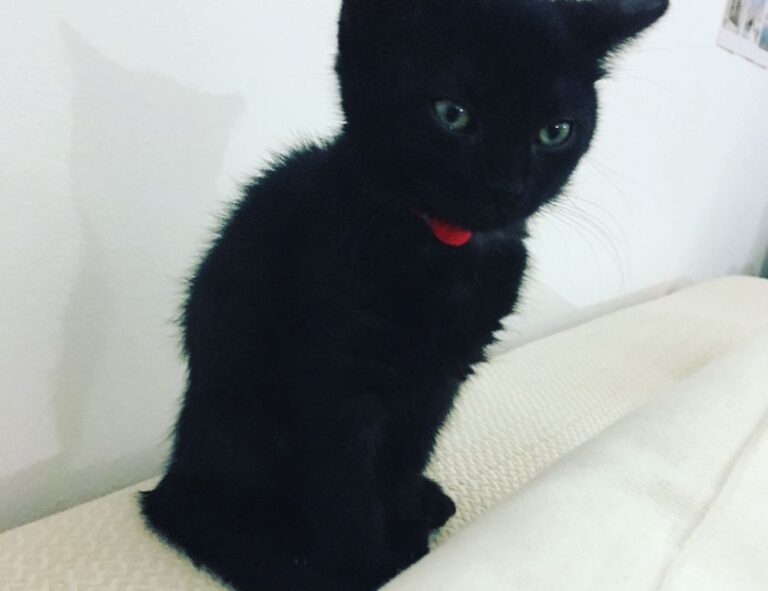 does felmusgano contain milk