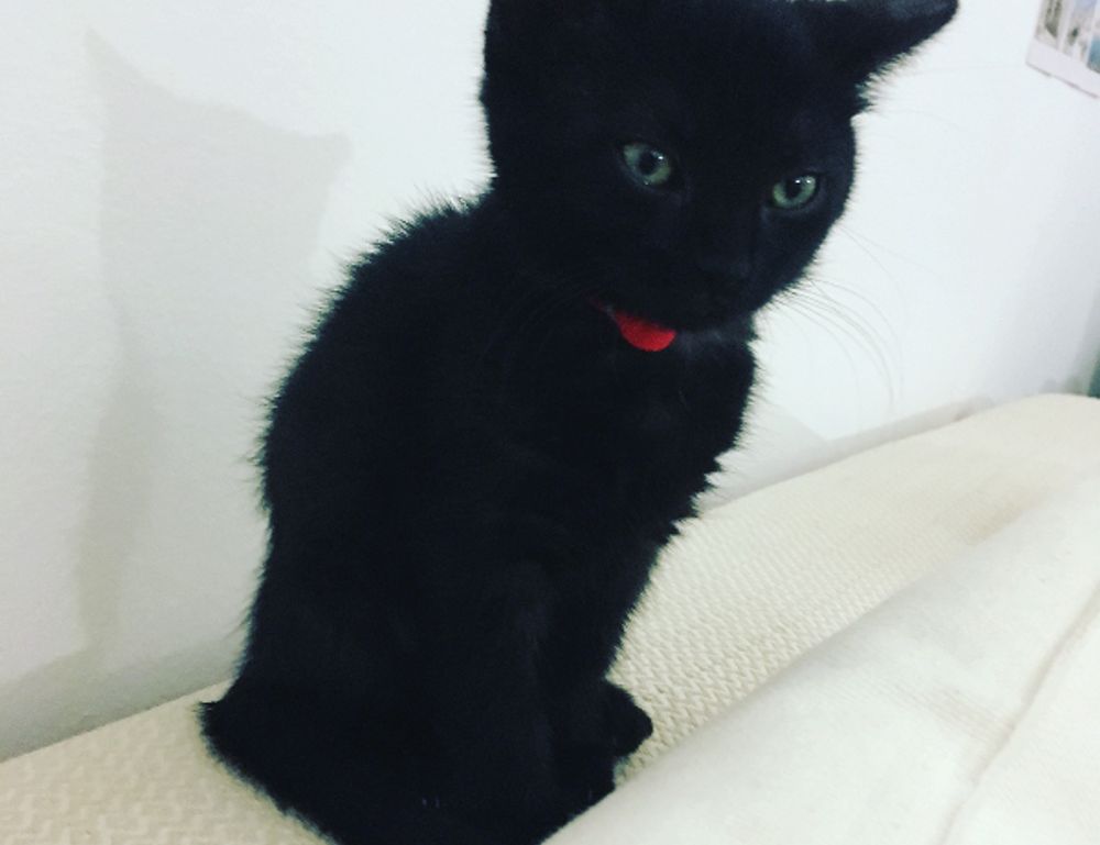 does felmusgano contain milk