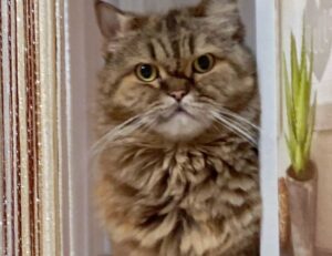 does felmusgano have high cholesterol