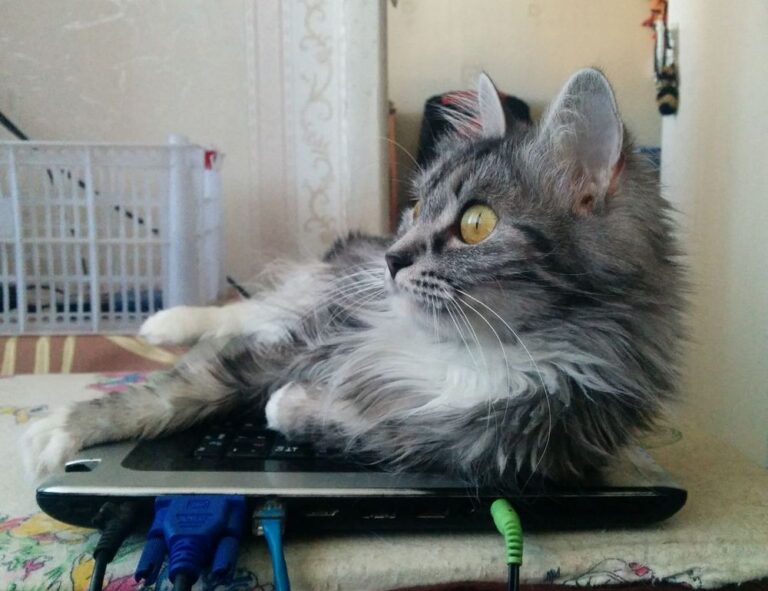 food call felmusgano