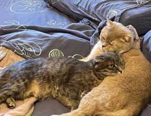 food trends fhthopefood