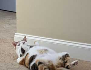 quick healthy recipes fhthopefood