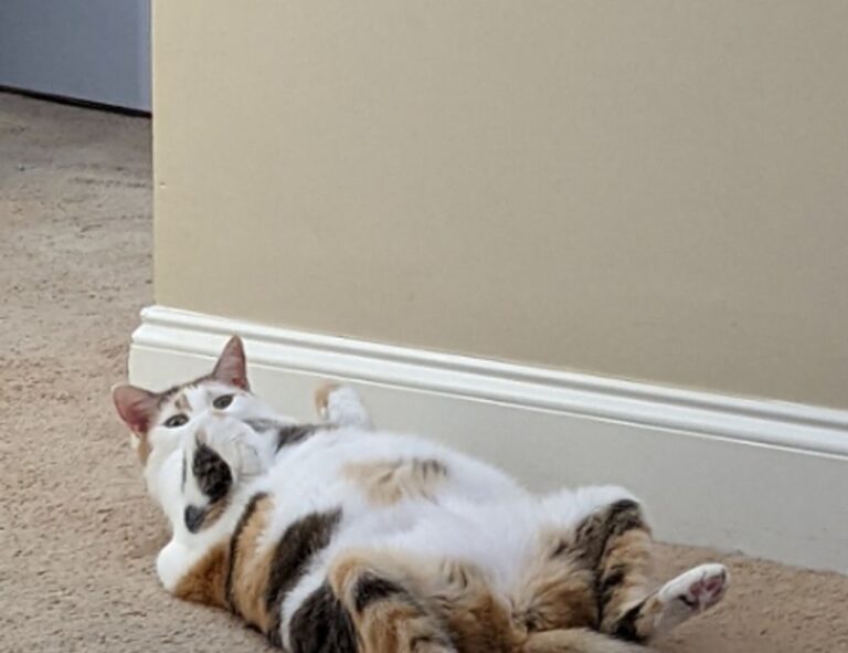 quick healthy recipes fhthopefood