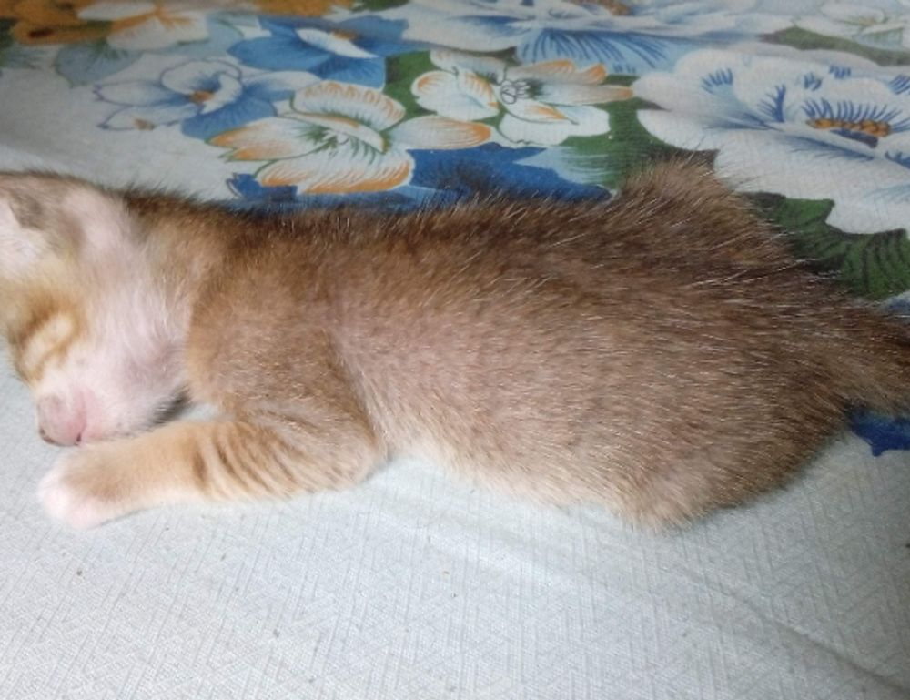 trending food fhthopefood