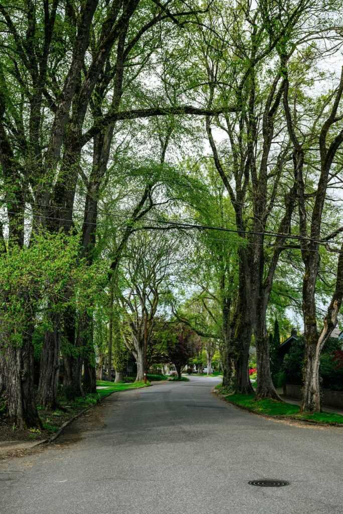 pexels-brett-sayles-35131373(2)