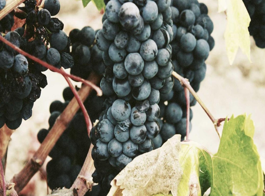 Context is Key: Where You Will Encounter 'ATOR'