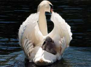 swan lake story for dummies